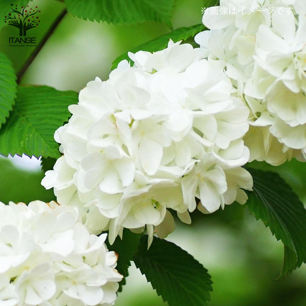 オオデマリ （大手毬）【庭木 5号ポット 庭園花木／1個売り】｜ 【植物