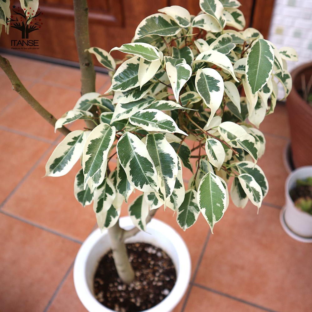 フィカス ベンジャミン スターライトビューティークイーン 大型 【観葉