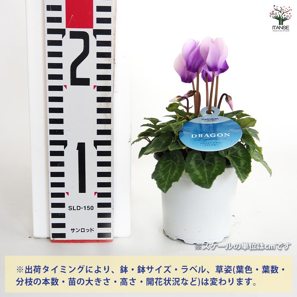 ミニシクラメン ドラゴン【花苗 3号】シクラメン｜ 【植物の