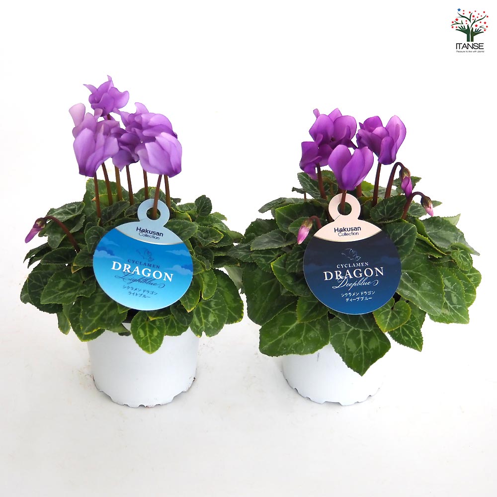 ミニシクラメン ドラゴン【花苗 3号】シクラメン｜ 【植物の