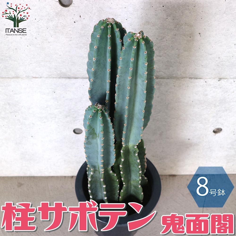 サボテン 柱サボテン ”鬼面閣”（きめんかく）リビングやオフィス向き