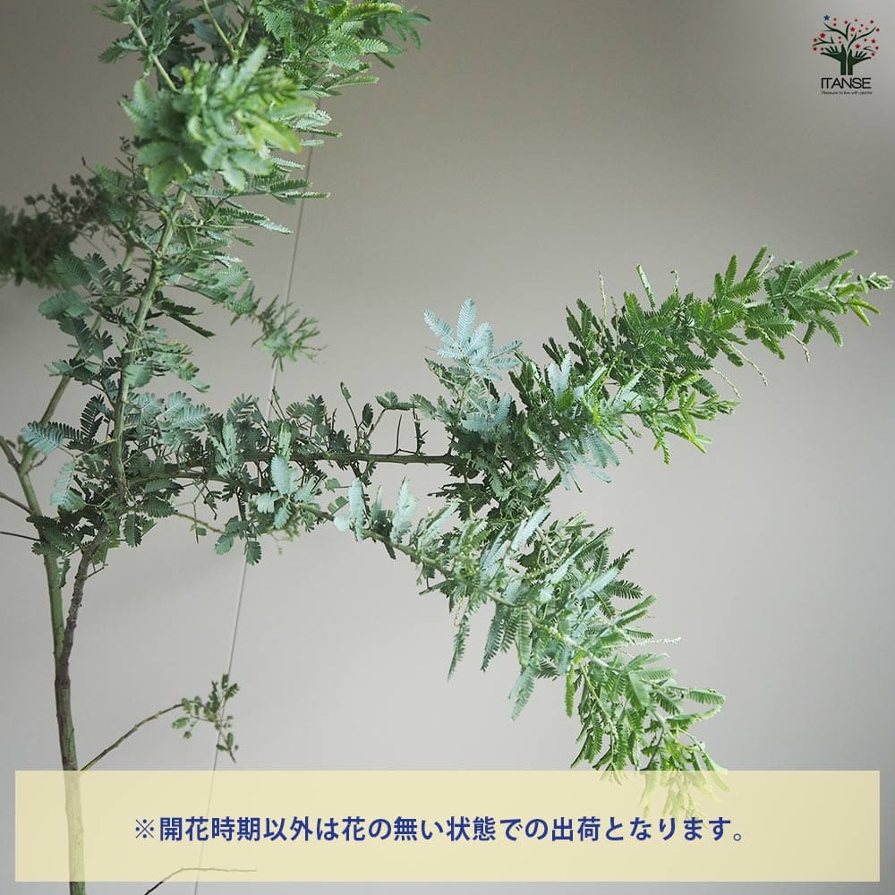 ミモザアカシア 【花木苗 6号鉢／1個売り】｜ 【植物のITANSE
