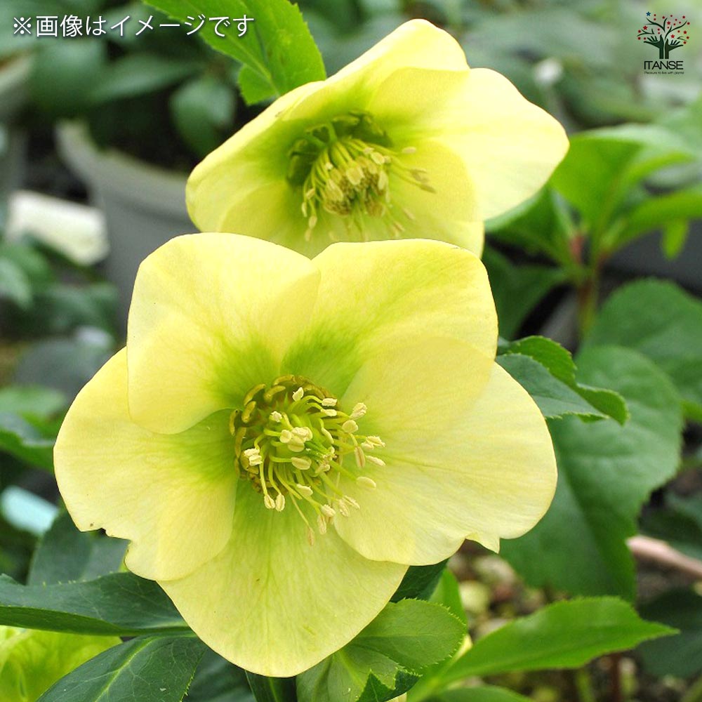 クリスマスローズ シングル咲きMIX2個～ 【花苗 3号】｜ 【植物の