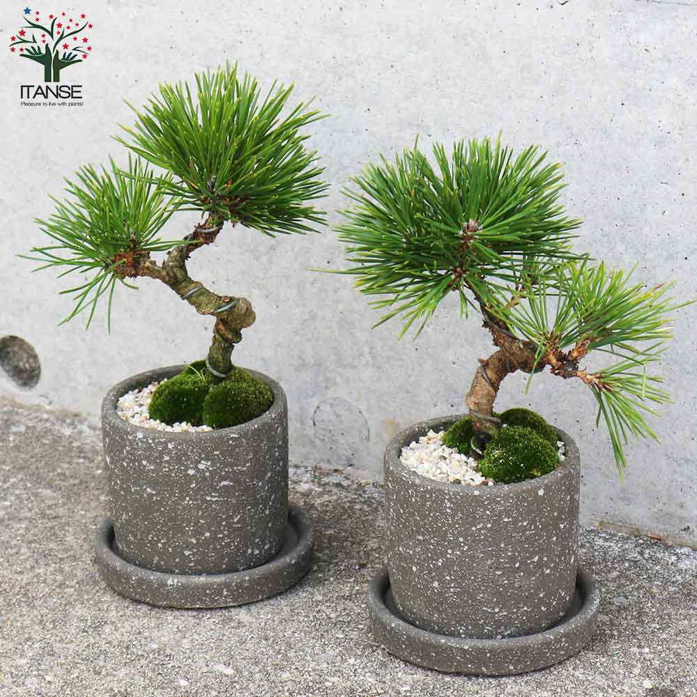 黒松・曲付け小盆栽【庭木 8cmわびさびグレー素焼鉢／1個売り