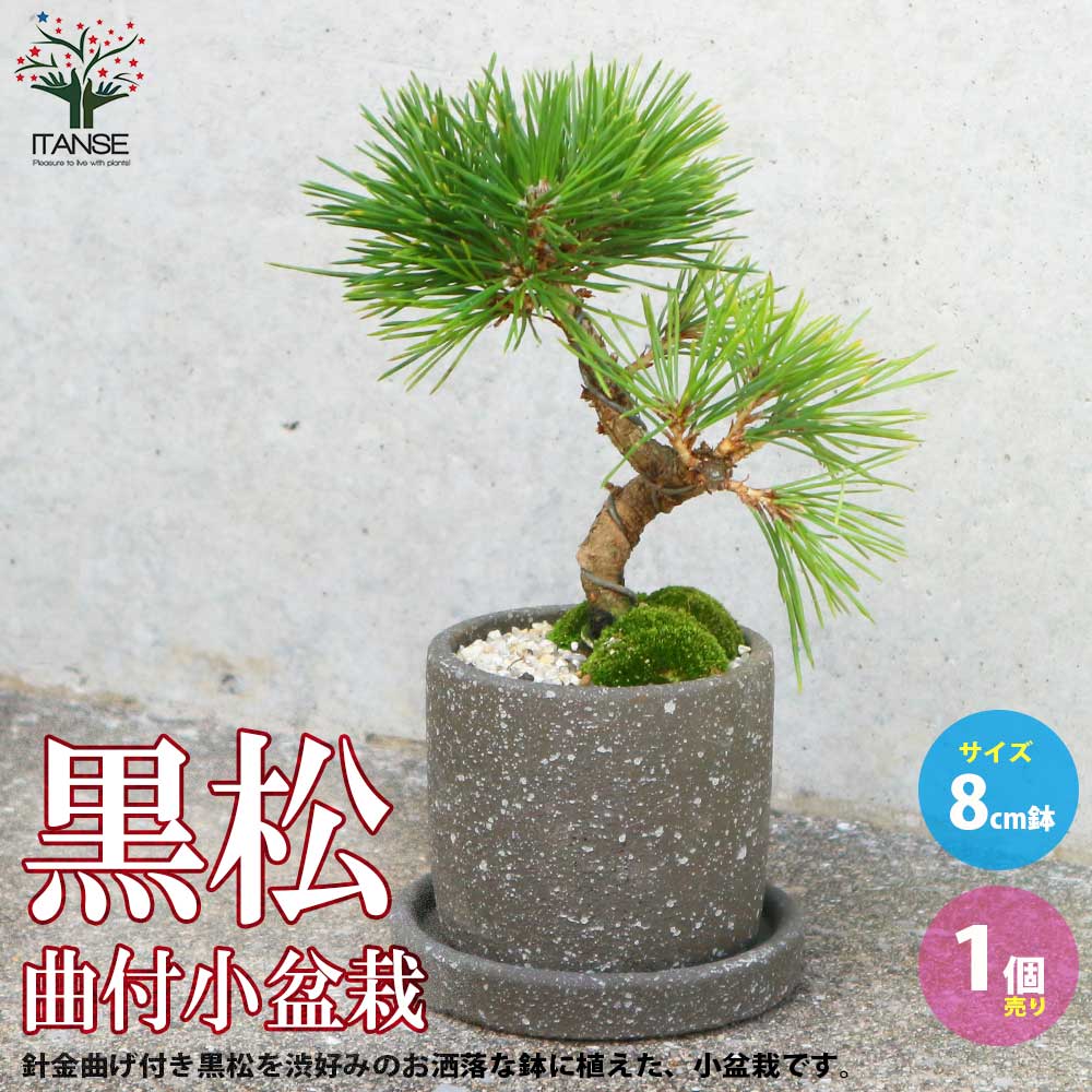 黒松・曲付け小盆栽【庭木 8cmわびさびグレー素焼鉢／1個売り
