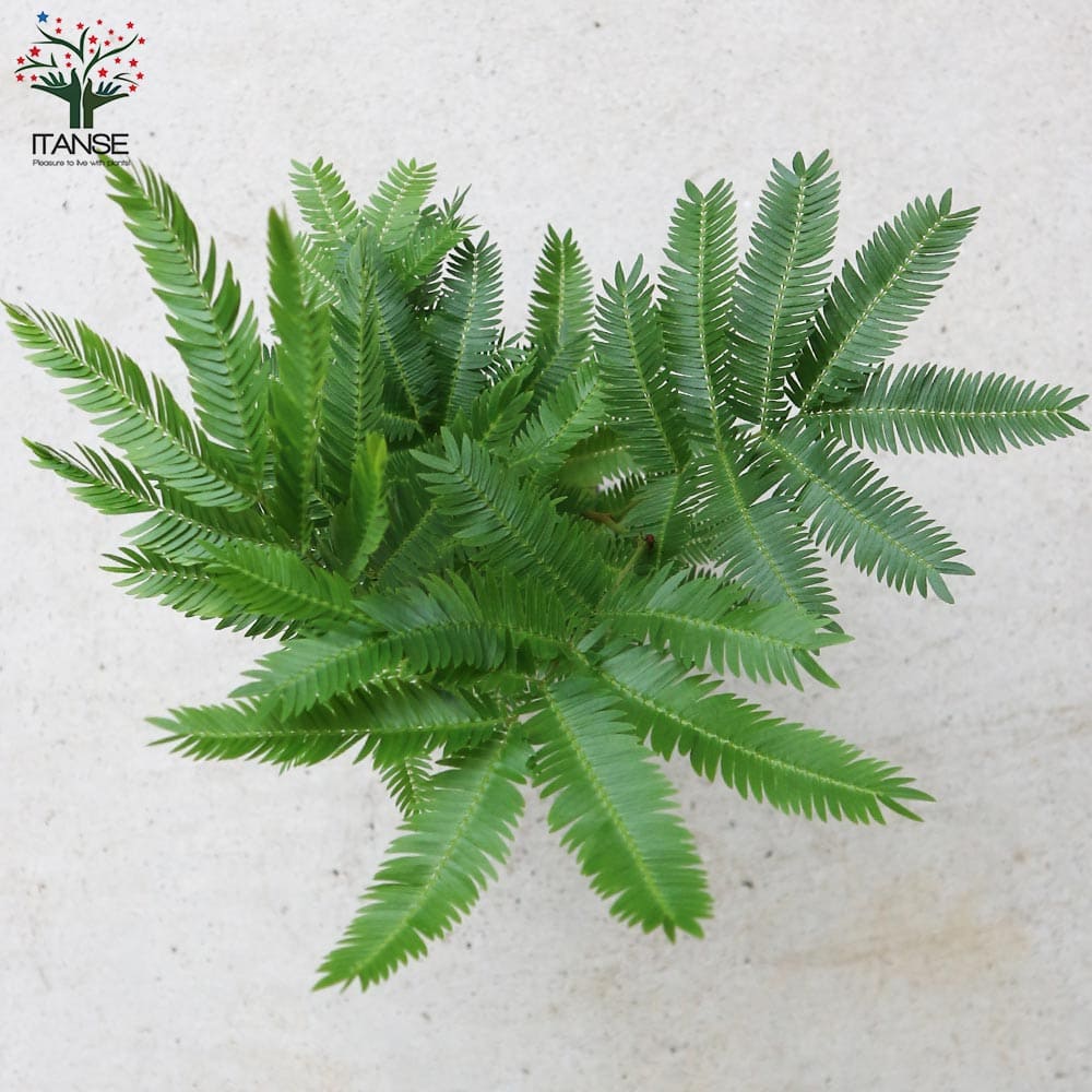 エバーフレッシュ【観葉植物 3号ポット】｜ 【植物のITANSE