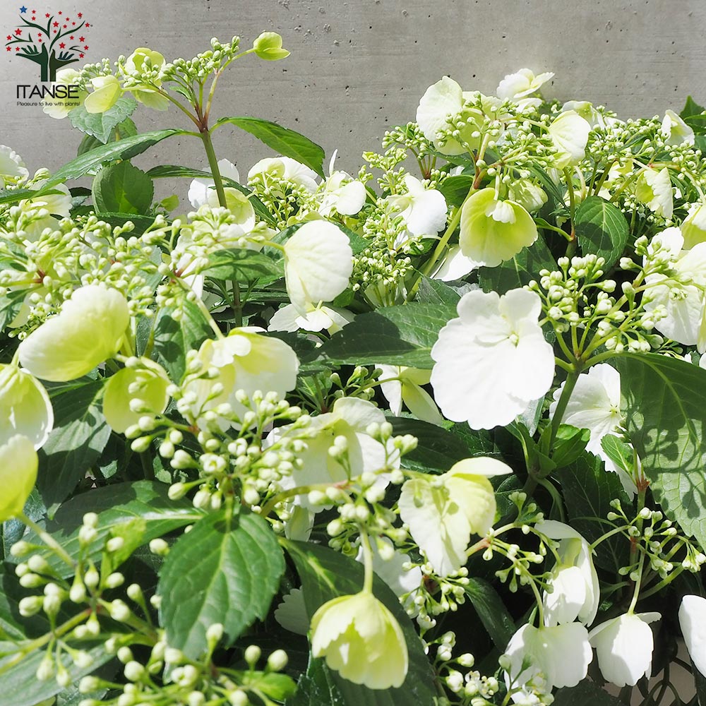 アジサイ ラグランジア・ブライダルシャワー【花苗 7号鉢／1個売り