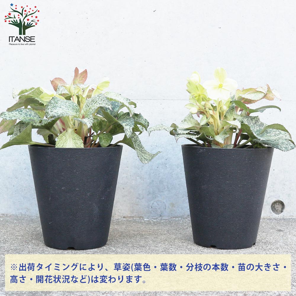 クリスマスローズ HGC スノーフィーバー 【花苗 5号ポット／1個売り