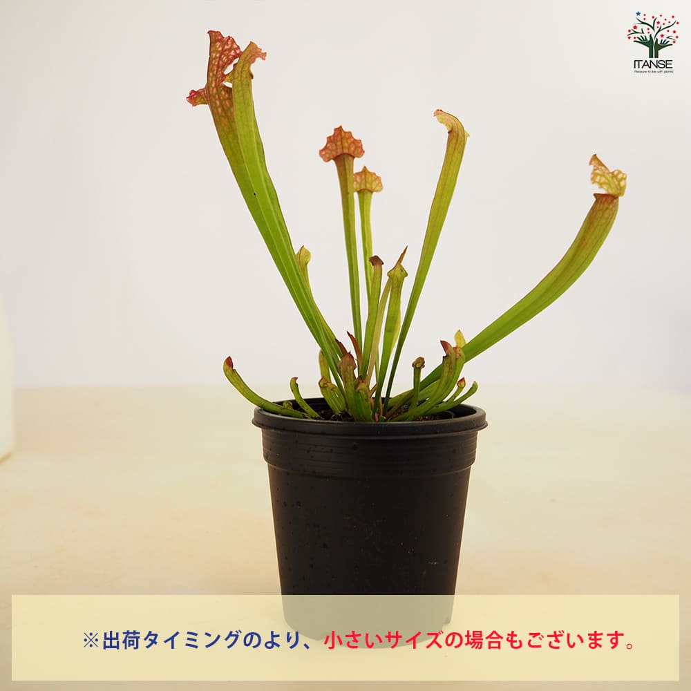 食虫植物 サラセニア ジュサティップソーバー 【観葉植物 3号／1個売り