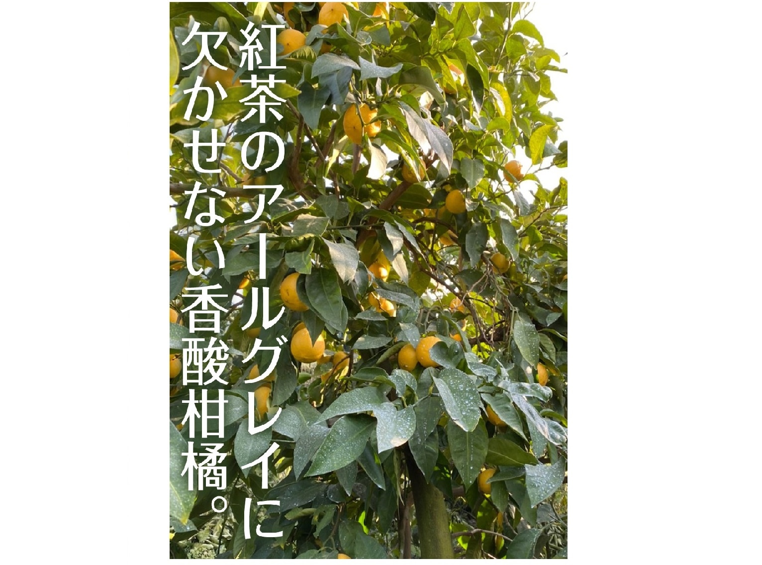 国産ベルガモット 和歌山県和歌山 観音山フルーツガーデン 【公式通販】