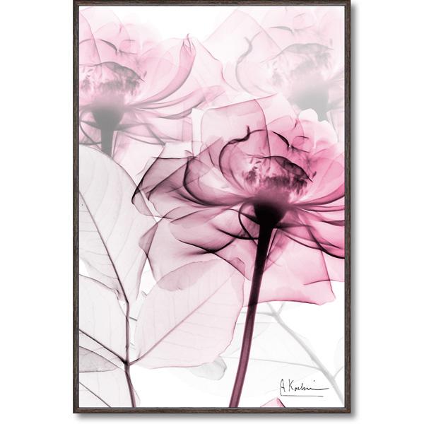 レントゲンキャンパスアート ピンクローズ 現代アート インテリア