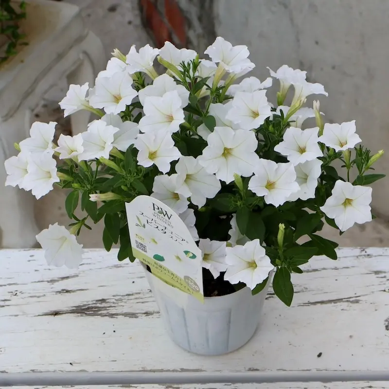 当店で植え替えて育てた特大苗》PWブランドのペチュニア☆スーパー