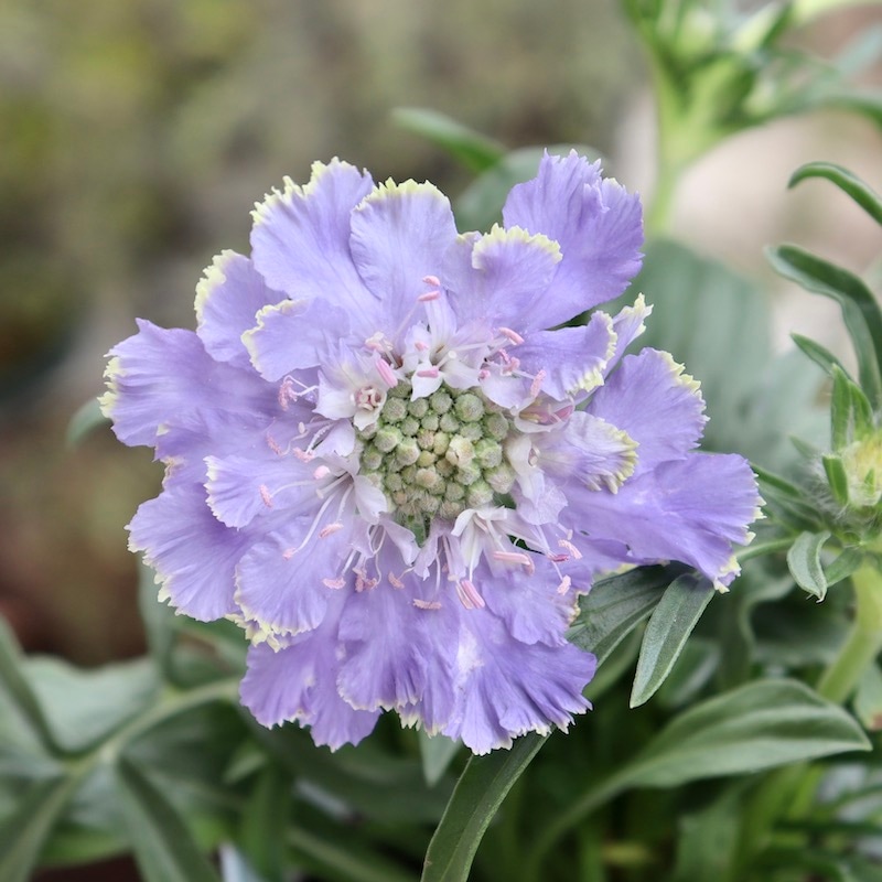 最後の1株!! 希少苗☆スカビオサ・ファーマ「ブルー」(3.5号ポット)