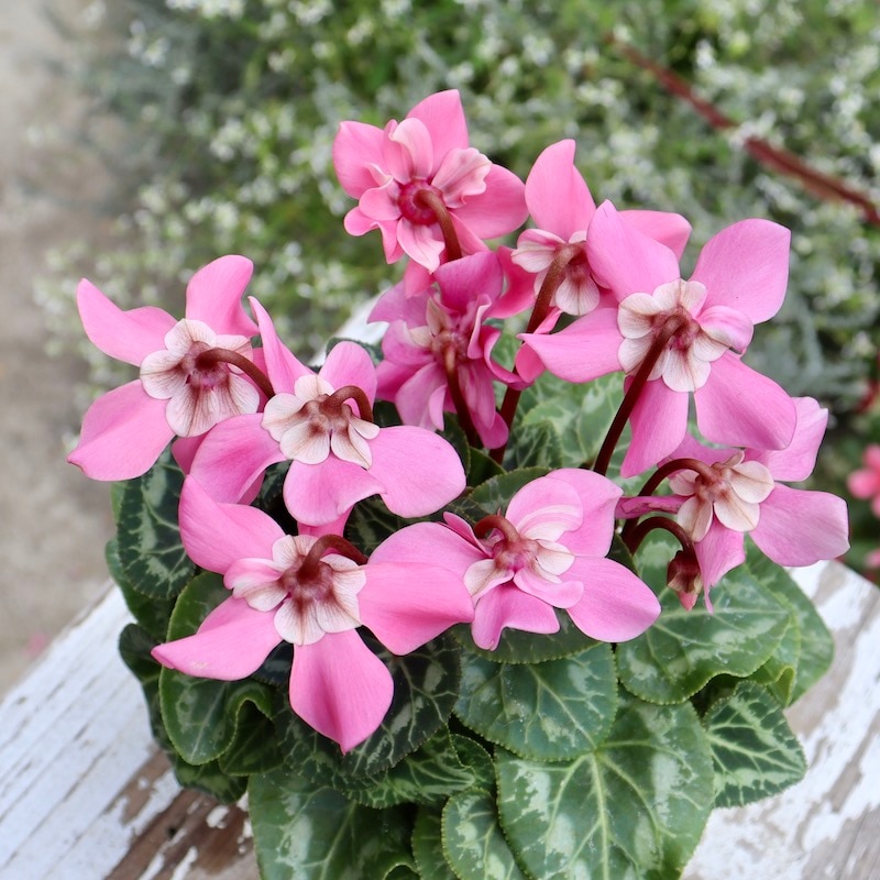 ガーデンシクラメン「ジックス」ピンク