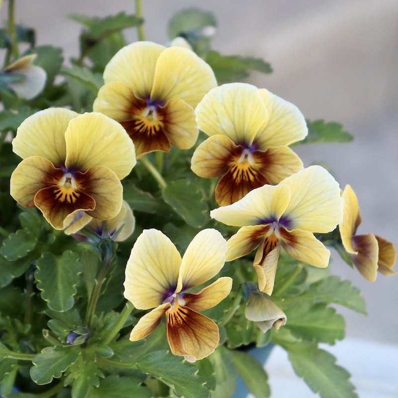 2023年NEW現品1点限り☆サトウ園芸さんのビオラ・ヌーヴェルヴァーグ