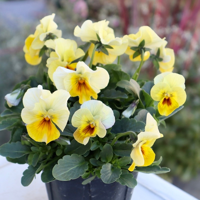 画像の現品1点限り!! 超良株☆桂楓園さんのクリオネパンジー「マジック