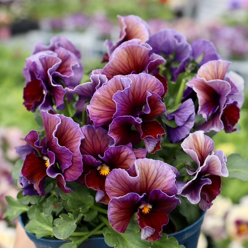 画像で花色を選べる!!サトウ園芸さんのビオラ・ヌーヴェルヴァーグ