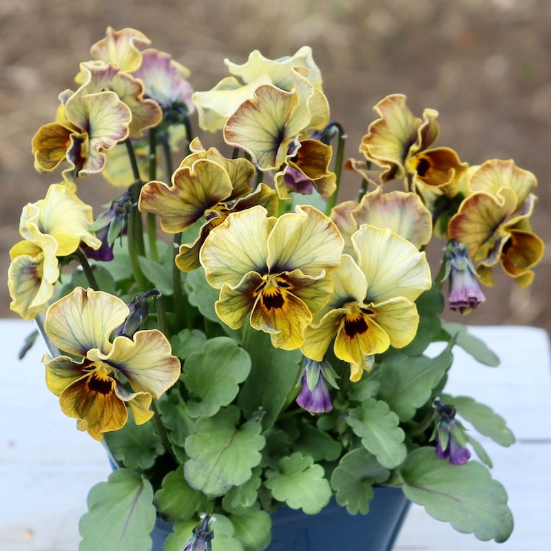 激レア☆画像の現品1点限り!!サトウ園芸さんのビオラ・ヌーヴェル