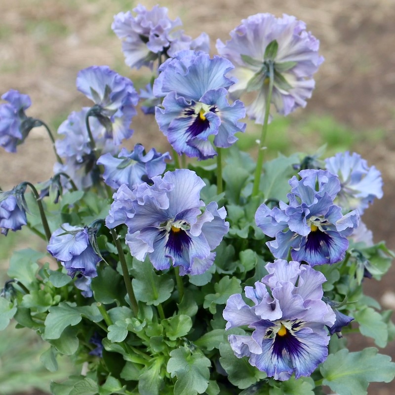 特大☆画像の現品!! 石川園芸さんのビオラ「レディ」スペシャル＜SP13＞