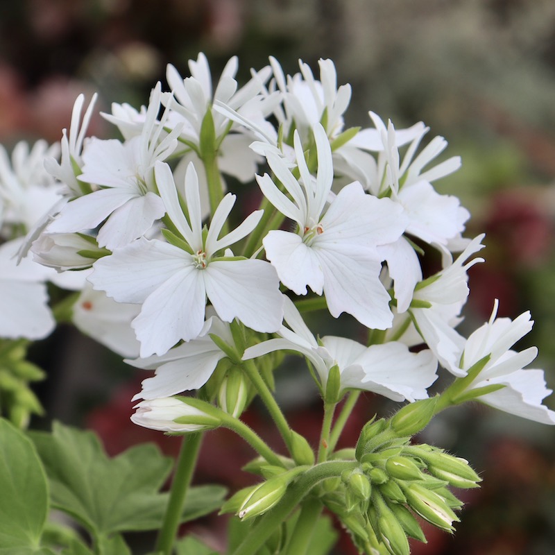 プレミアムな新品種☆ゼラニウム・スターリー「ピュアホワイト」【4.5