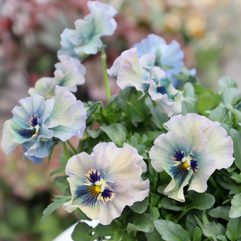 特大☆画像の現品!! 石川園芸さんのビオラ「レディ」スペシャル＜SP49＞