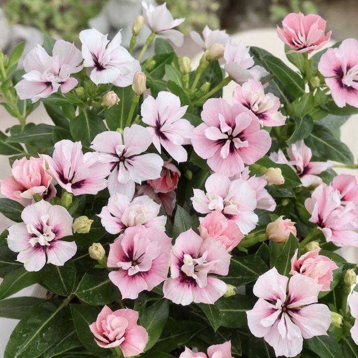 八重咲き☆北島園芸さんのビンカ(日々草)ミラシリーズ「ミラモネ」(3.5