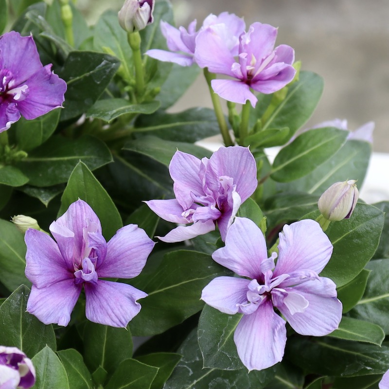 NEW八重咲き☆北島園芸さんのビンカ(日々草)ミラシリーズ