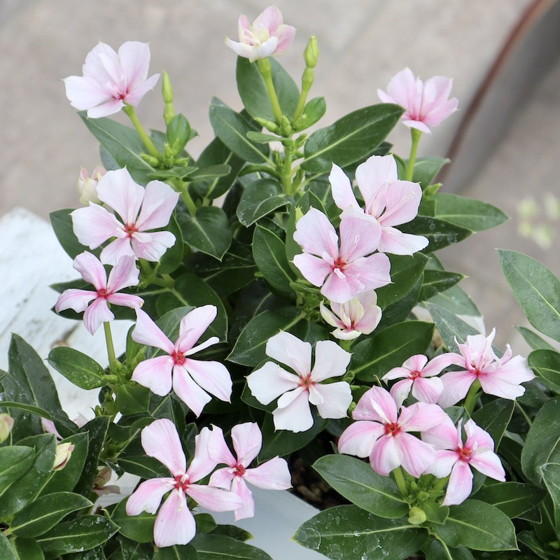 NEW八重咲き☆北島園芸さんのビンカ(日々草)ミラシリーズ「ミラ