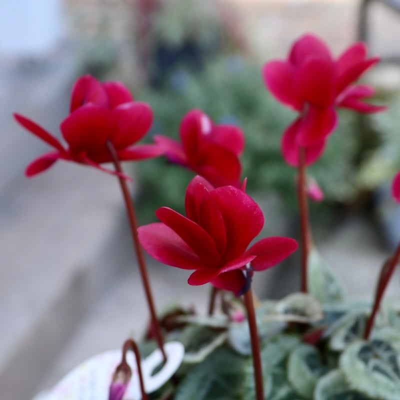 八重咲きミニシクラメン「フェアリーピコ」＜21＞