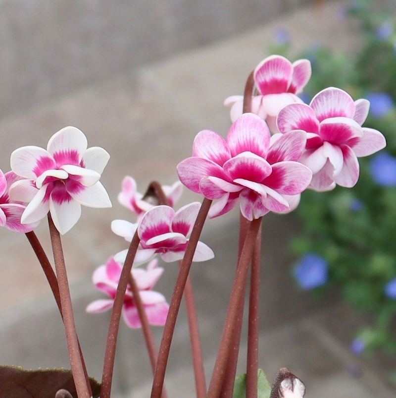 画像の現品!! 八重咲きミニシクラメン「フェアリーピコ」＜24＞