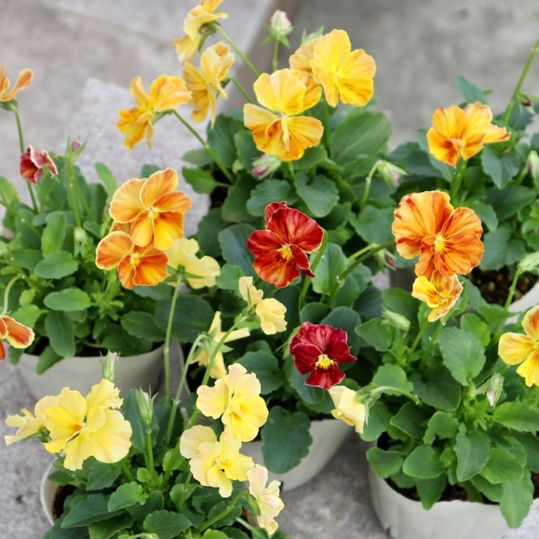 Green Farmv Village(奥田園芸)さん育種のときめきビオラ「オレンジボム」