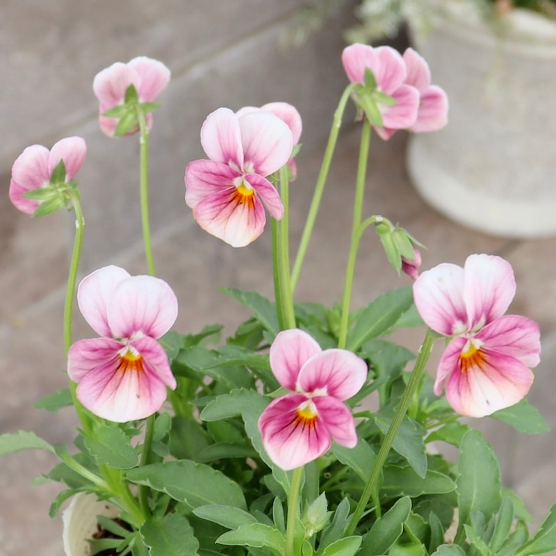 Green Farmv Village(奥田園芸)さん育種のときめきビオラ