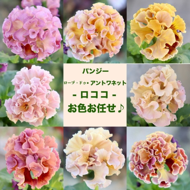 2024年デビューの希少品種》サトウ園芸さんのパンジー・ローブ・ドゥ