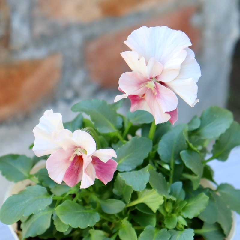 画像の現品☆Green Farmv Village(奥田園芸)さん育種のときめきビオラ