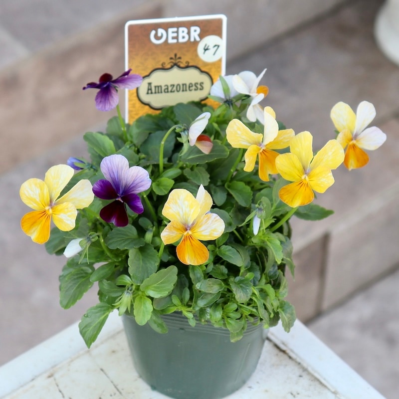 画像の現品1点限り☆ゲブラさん育種ビオラの新品種「アマゾネス」47番