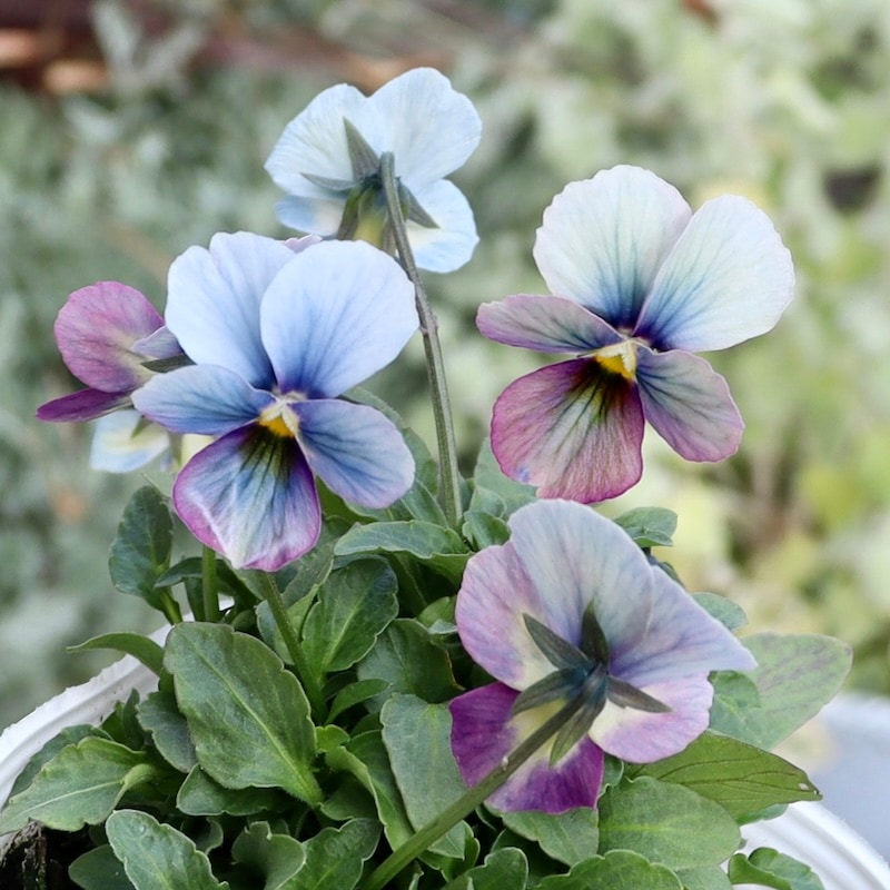 画像で花弁の色・形を選べる!!うえたビオラ「パピヨンワールド」278番