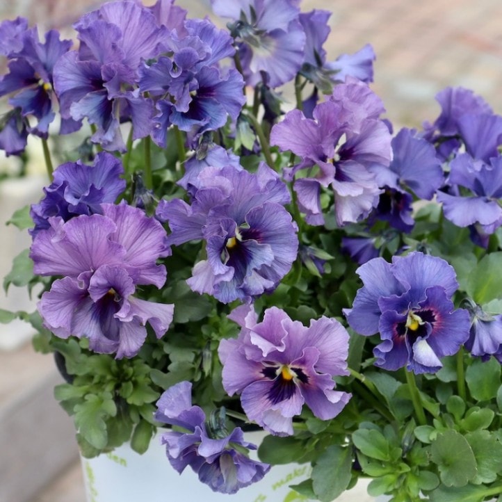 特大☆画像の現品いずれか!! 石川園芸さんのビオラ「レディ