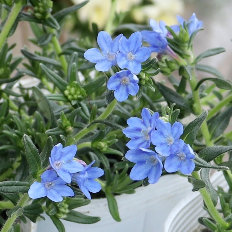 リトドラ(リソドラ)タイドプール「スカイブルー」(ミヤマホタルカズラ）