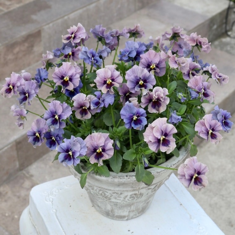 お値打ち♪1点物見本鉢☆石川園芸さんのビオラ「魅惑のレディ」