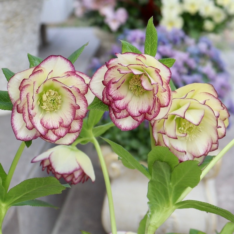 自然開花♪風散歩で3年】現品1点限り☆クリスマスローズ・中輪八重咲き