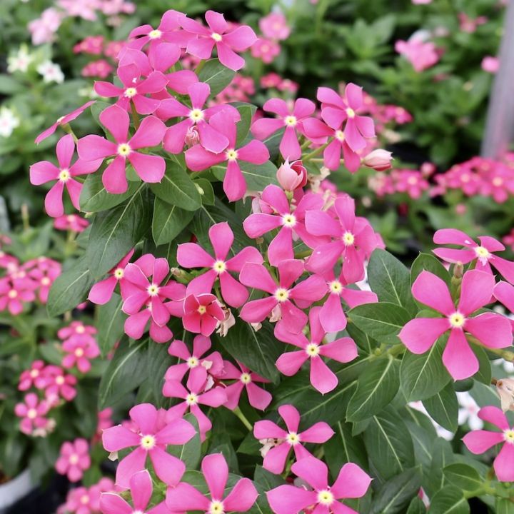 小輪花で花付き抜群!!》ビンカ(ニチニチソウ)・スターカイト「コーラル