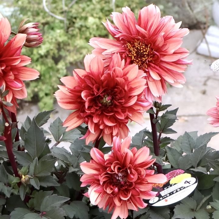 感動の美しさ♪特大株のダリア・ラベラグランデ「チョコレート