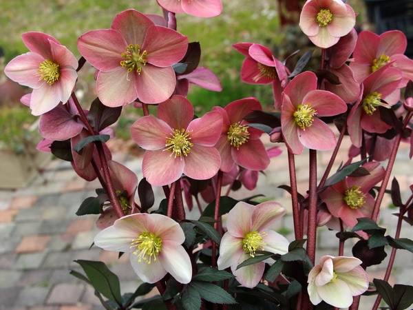 クリスマスローズ・HGC「ピンクフロスト」7号鉢