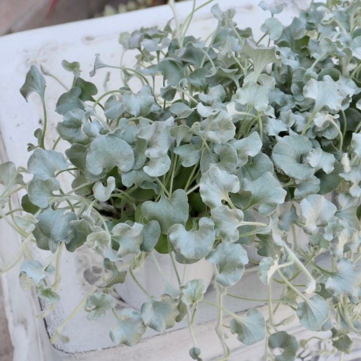 ブラヘア カルカレア シルバー 15号鉢つき 特大レア株❗売り切り特価