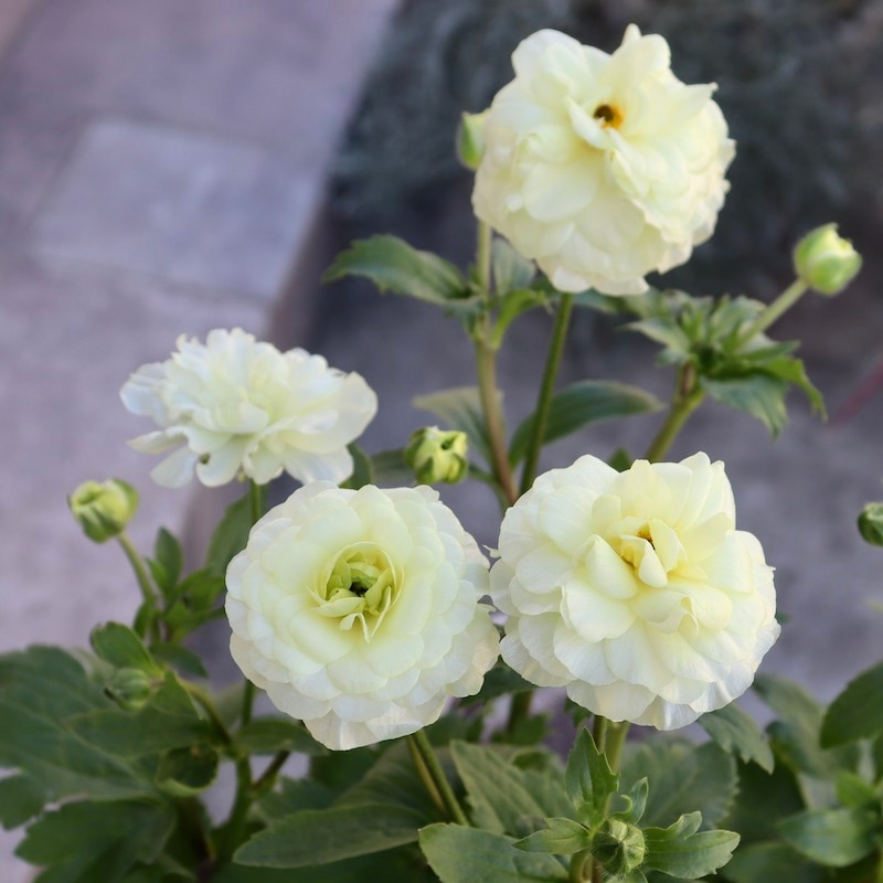 画像(最後の4枚)の現品1点限り☆ラナンキュラス・ラックス「グレーシス