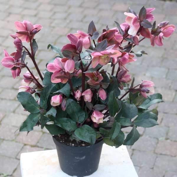 現品☆クリスマスローズ・HGC「ピンクフロスト」5号鉢【A】