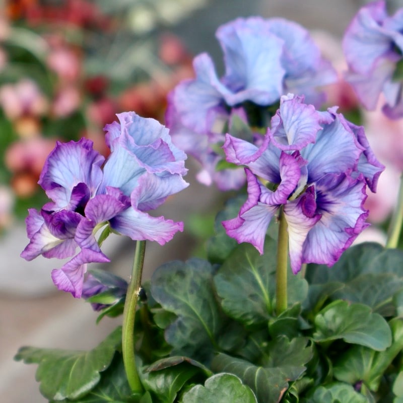 25年秋-26年春の新品種 》現品1点限り☆桂楓園さんのパンジー「フェデ