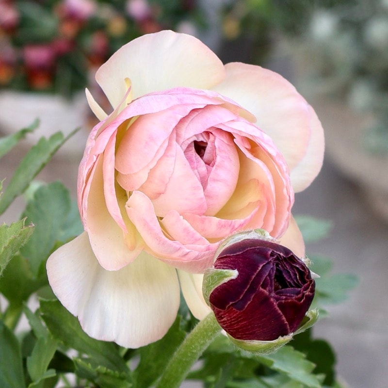 画像の現品1点限り》2色植えでお得♪うえたさんのラナンキュラス