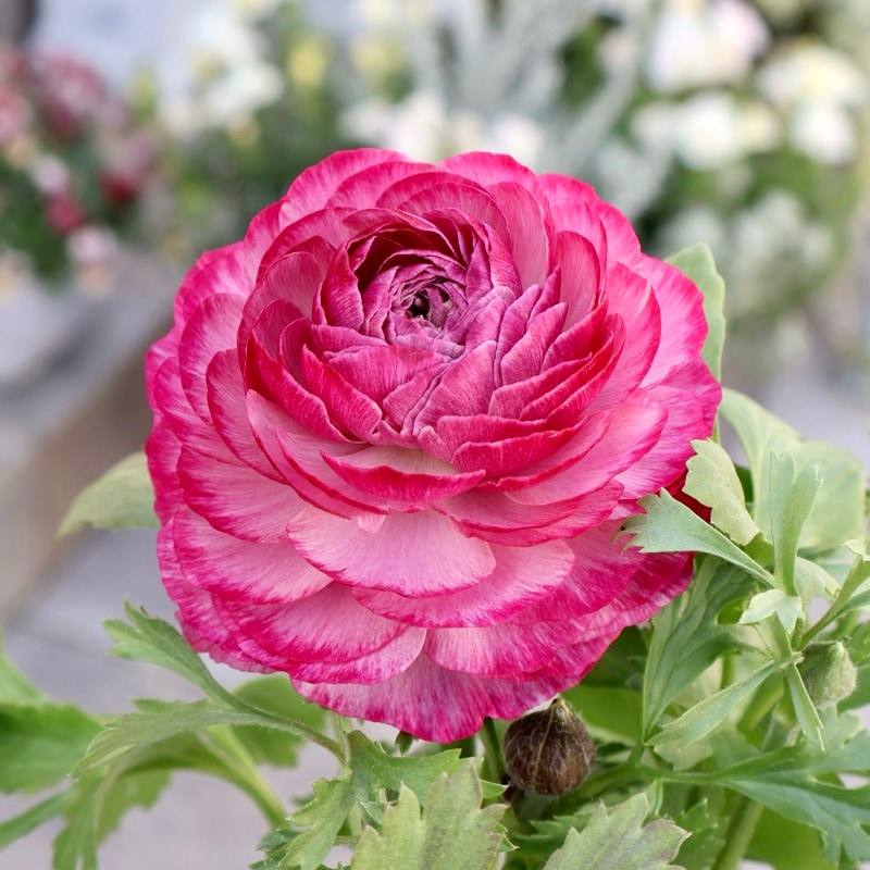 画像の現品1点限り》2色植えでお得♪うえたさんのラナンキュラス