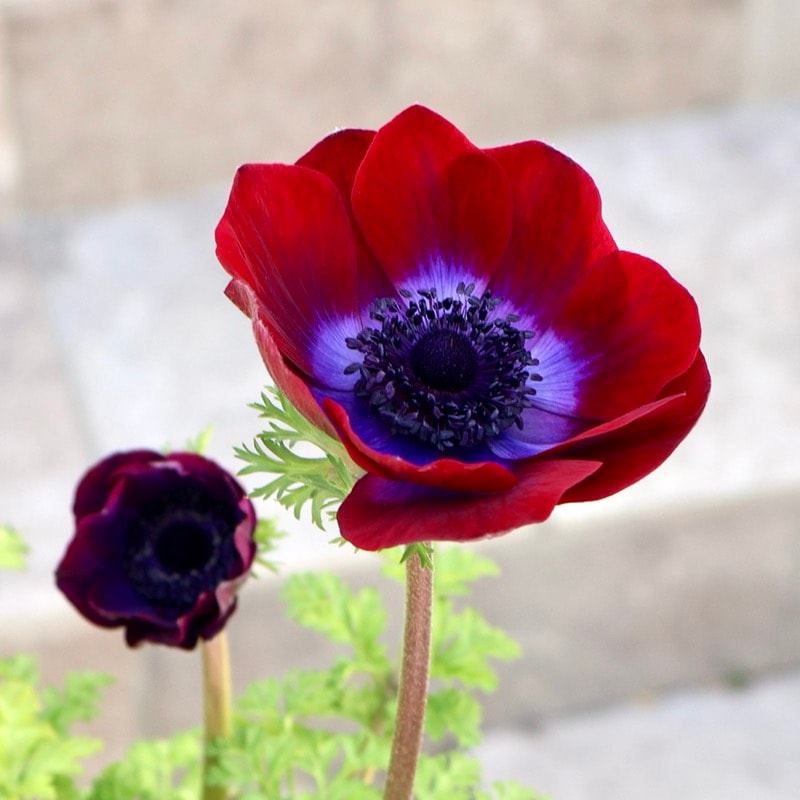 商品一覧｜ガーデニング雑貨と花苗のセレクトショップ～風散歩～